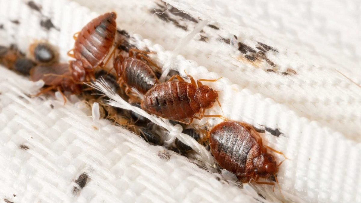A close-up of several bed bugs between bedding fabric