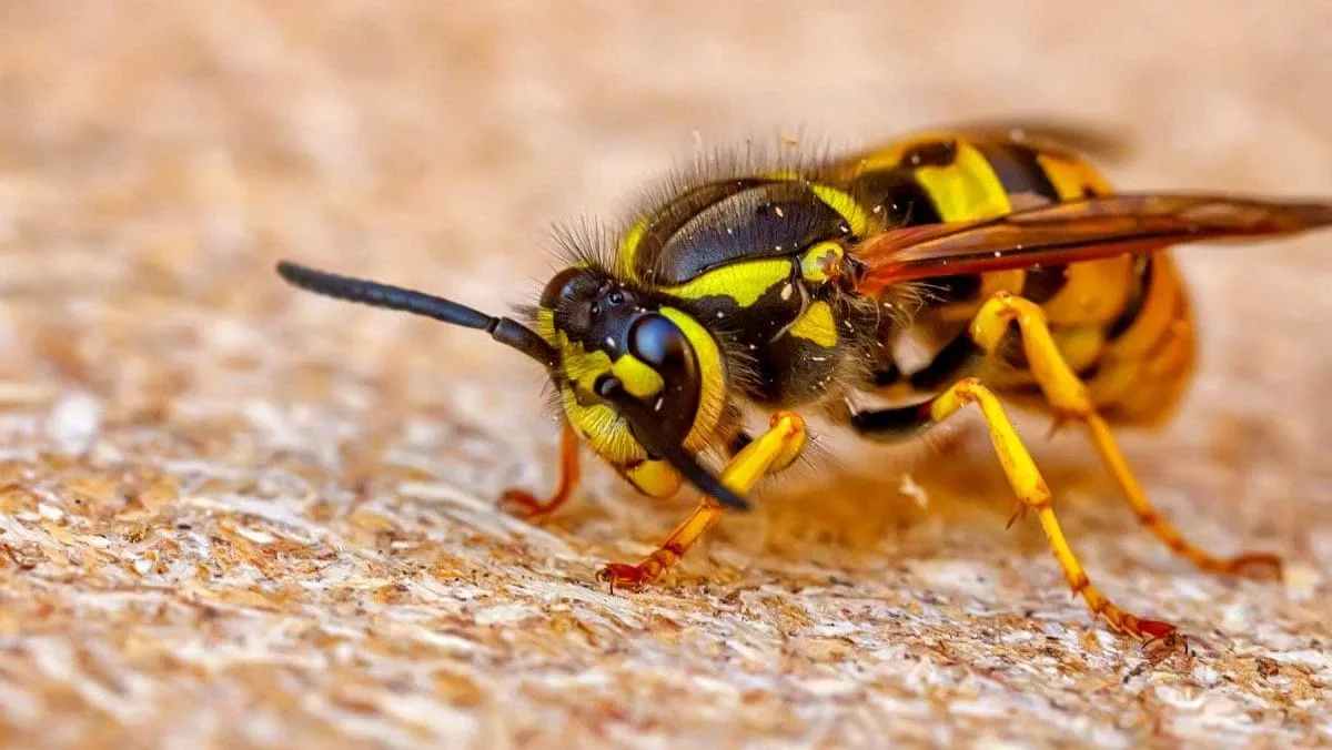 Close-up of a German wasp