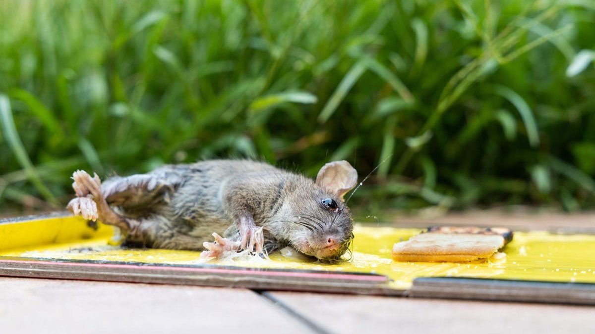 A mouse stuck on a pest control glue board