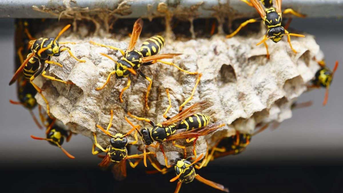 Wasps crawling all over their wasp nest