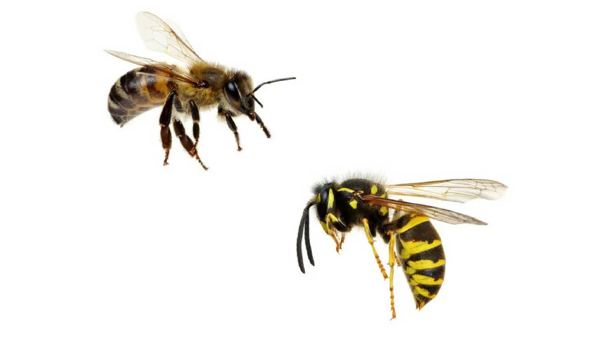 Bee and a wasp