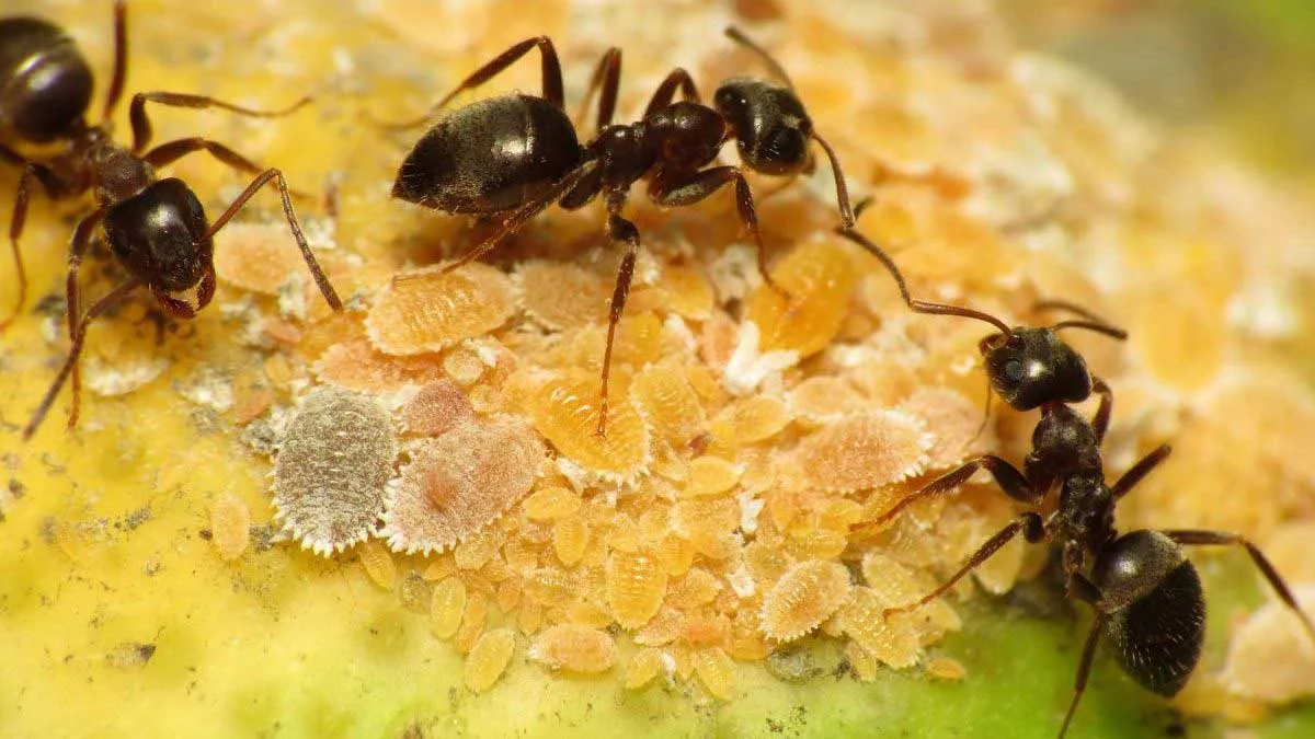 A close-up of black garden ants
