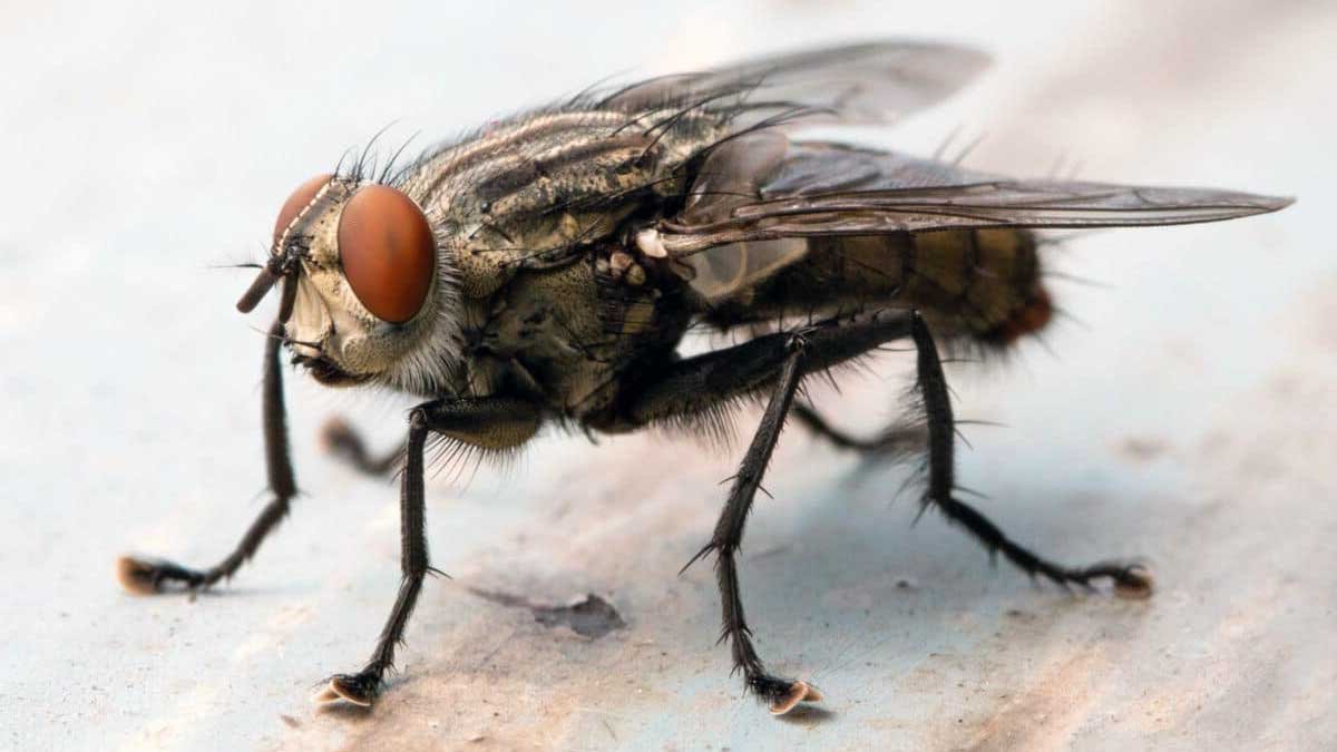 A close-up of a cluster fly clinging onto a hard surface