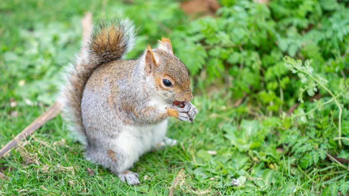 grey-squirrel A grey squirrel eating a nut on the grass