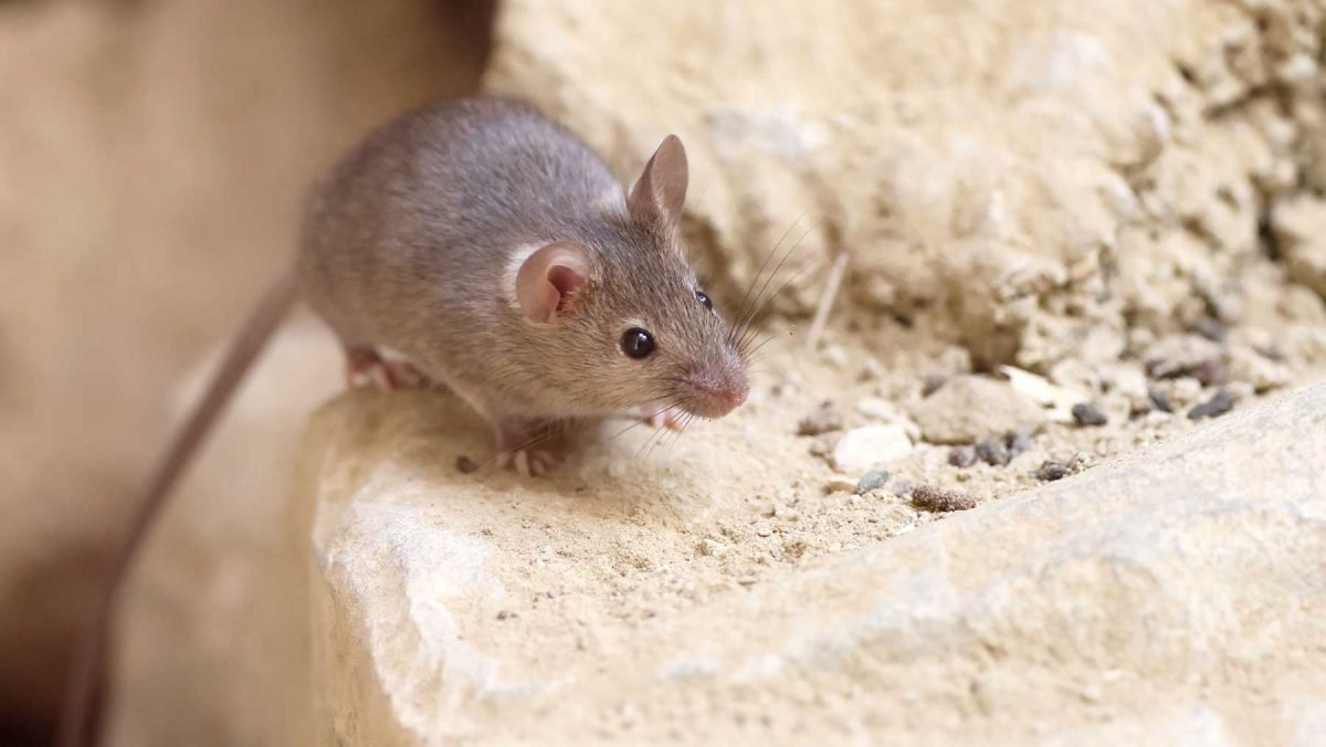 A house mouse climbing a cotswold wall