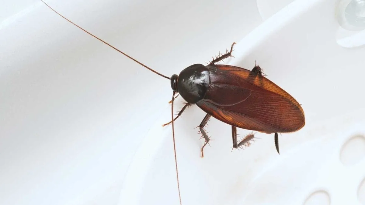 oriental-cockroach A close-up of an oriental cockroach on a white plastic background