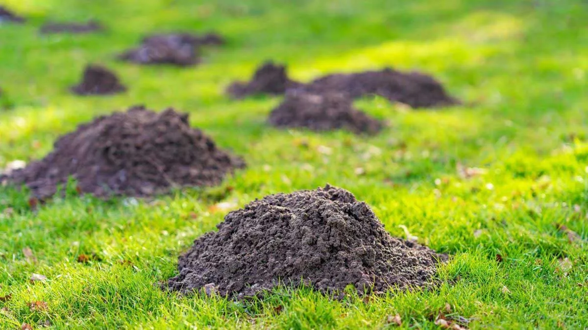 several-mole-mounds Several mole mounds on a grass lawn
