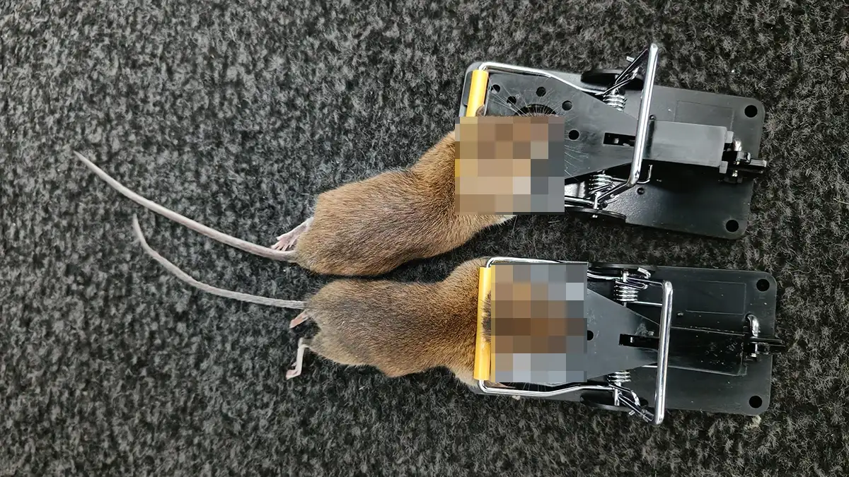 Two humanely dispatched field mice in break-back traps