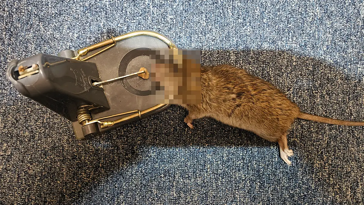 Humanely dispatched brown rat in a break-back trap.