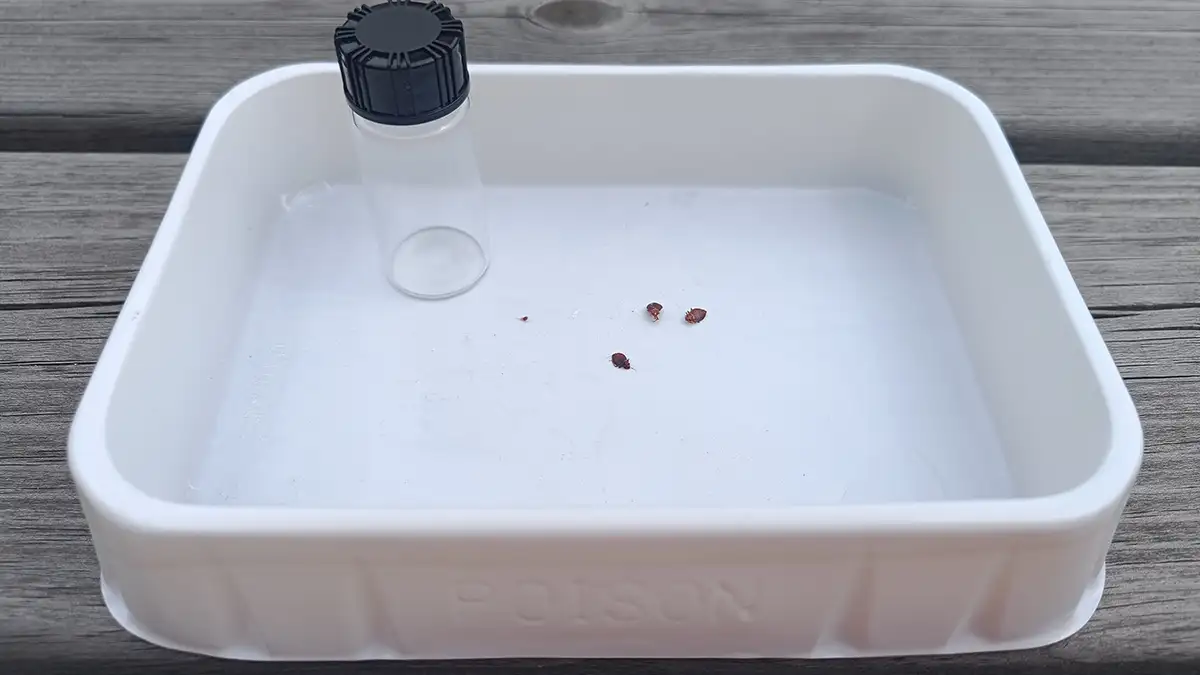 Bed bugs in testing tray