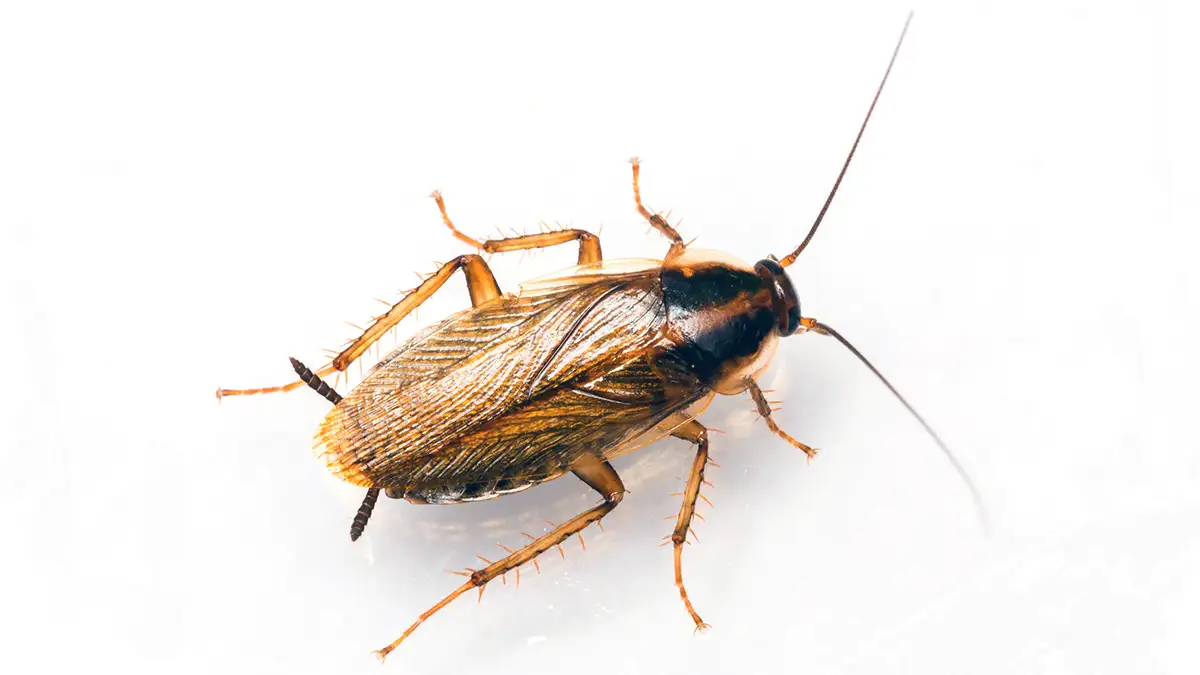 german-cockroach An image of a German cockroach