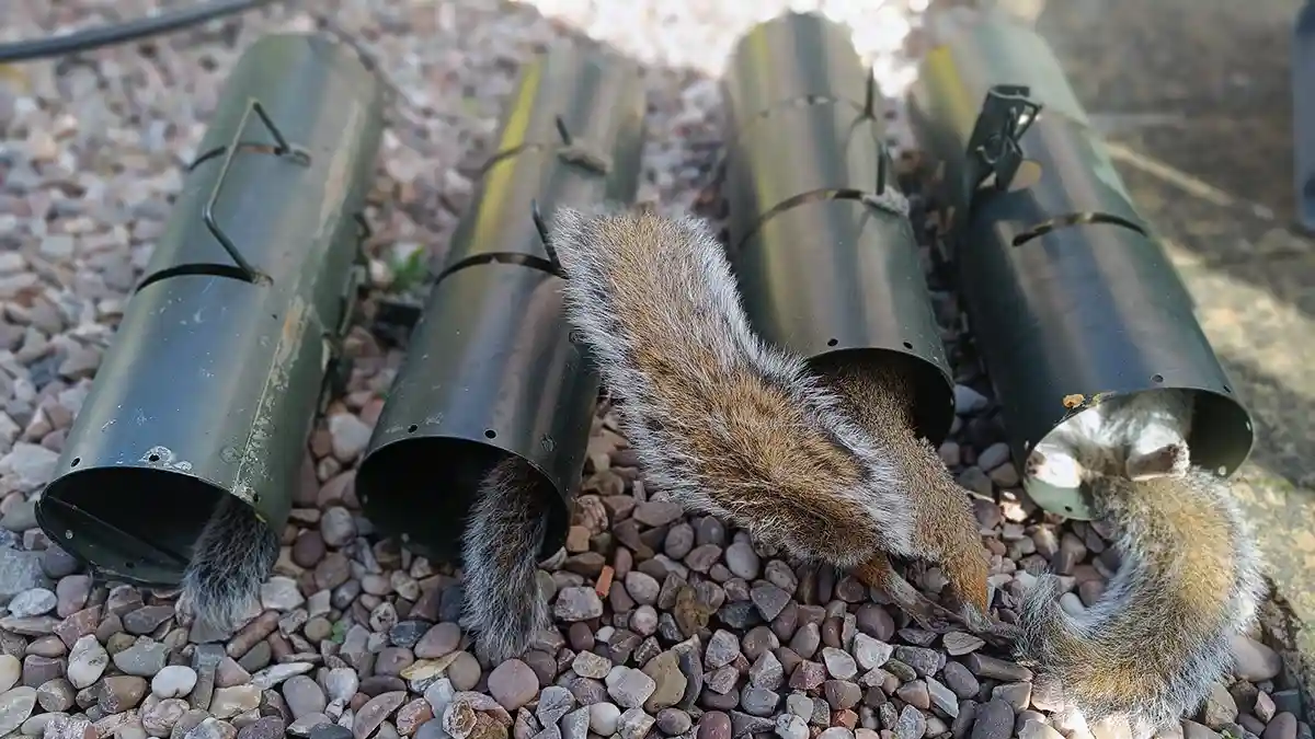 Humanely dispatched squirrels in four tube traps