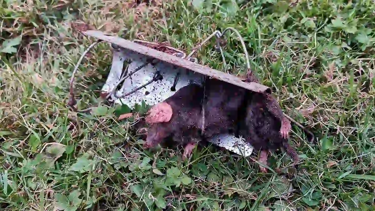 Dead mole in a tunnel mole trap